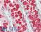 Trefoil Factor 3 antibody, LS-B13929, Lifespan Biosciences, Immunohistochemistry paraffin image 