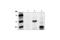 c-Myc antibody, 2276S, Cell Signaling Technology, Immunoprecipitation image 