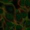 Gamma-Aminobutyric Acid Type A Receptor Alpha5 Subunit antibody, NBP2-57683, Novus Biologicals, Immunofluorescence image 