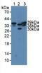 Sirtuin 2 antibody, MBS2026786, MyBioSource, Western Blot image 