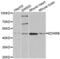 Endothelin Receptor Type B antibody, abx002134, Abbexa, Western Blot image 