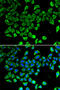 Lipocalin 2 antibody, 13-925, ProSci, Immunofluorescence image 