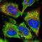 Proteasome Subunit Alpha 5 antibody, NBP1-86838, Novus Biologicals, Immunofluorescence image 