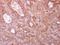 Coronin 1C antibody, NBP2-15968, Novus Biologicals, Immunohistochemistry frozen image 