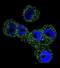 Serpin Family B Member 5 antibody, abx026594, Abbexa, Immunofluorescence image 