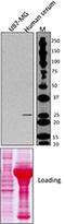 Cysteine And Glycine Rich Protein 1 antibody, 696006, BioLegend, Western Blot image 