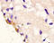 C-X-C Motif Chemokine Ligand 8 antibody, 251286, Abbiotec, Immunohistochemistry paraffin image 