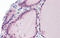 Protein LDOC1 antibody, 25-468, ProSci, Immunohistochemistry frozen image 