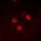  antibody, orb377994, Biorbyt, Immunofluorescence image 
