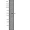 Tubulin Delta 1 antibody, abx149776, Abbexa, Western Blot image 