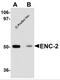 Kelch Like Family Member 25 antibody, 5695, ProSci, Western Blot image 