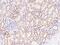 Trafficking Protein Particle Complex 2 Like antibody, 203660-T08, Sino Biological, Immunohistochemistry paraffin image 