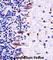Mitogen-Activated Protein Kinase Kinase Kinase 21 antibody, abx027841, Abbexa, Western Blot image 