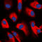 Cell Division Cycle 37 antibody, LS-C353312, Lifespan Biosciences, Immunofluorescence image 