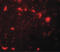 Chromobox 4 antibody, LS-C153640, Lifespan Biosciences, Immunofluorescence image 