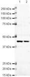 Cyclin Dependent Kinase 9 antibody, PA5-19674, Invitrogen Antibodies, Western Blot image 