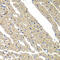 Sarcoglycan Delta antibody, 22-603, ProSci, Immunohistochemistry frozen image 