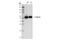 Tubulin antibody, 56739S, Cell Signaling Technology, Western Blot image 