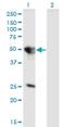 Tuftelin 1 antibody, H00007286-M01, Novus Biologicals, Western Blot image 