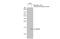 ISG15 Ubiquitin Like Modifier antibody, GTX121474, GeneTex, Western Blot image 