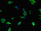 Tolloid Like 1 antibody, orb46159, Biorbyt, Immunofluorescence image 