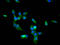 BTB Domain And CNC Homolog 2 antibody, LS-C680197, Lifespan Biosciences, Immunofluorescence image 