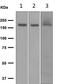 Glutamate Ionotropic Receptor NMDA Type Subunit 2A antibody, ab124913, Abcam, Western Blot image 