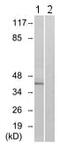Formyl Peptide Receptor 1 antibody, ab113531, Abcam, Western Blot image 