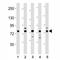 Dynamin 1 Like antibody, F53331-0.4ML, NSJ Bioreagents, Western Blot image 