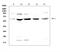 Steroid Sulfatase antibody, A01198-1, Boster Biological Technology, Western Blot image 