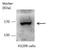 DOT1 Like Histone Lysine Methyltransferase antibody, PA5-78603, Invitrogen Antibodies, Western Blot image 