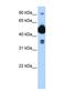 FIC Domain Containing antibody, NBP1-58290, Novus Biologicals, Western Blot image 