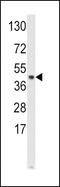 S-Phase Kinase Associated Protein 2 antibody, PA5-35331, Invitrogen Antibodies, Western Blot image 