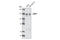 Ectonucleotide Pyrophosphatase/Phosphodiesterase 1 antibody, 2070S, Cell Signaling Technology, Western Blot image 