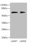 Zinc Finger Protein 529 antibody, orb26596, Biorbyt, Western Blot image 