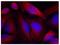 Tyrosine Hydroxylase antibody, AP09482PU-S, Origene, Immunofluorescence image 