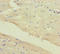 Calpain 1 antibody, A57493-100, Epigentek, Immunohistochemistry paraffin image 