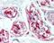 CD59 Molecule (CD59 Blood Group) antibody, 49-357, ProSci, Immunohistochemistry paraffin image 