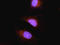 Glutathione S-Transferase Pi 1 antibody, orb167092, Biorbyt, Immunofluorescence image 