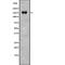 Slit Guidance Ligand 2 antibody, abx218653, Abbexa, Western Blot image 