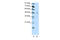 TRAF family member-associated NF-kappa-B activator antibody, 28-865, ProSci, Western Blot image 