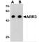 Arrestin-C antibody, MBS153382, MyBioSource, Western Blot image 