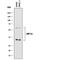 LDL Receptor Related Protein 11 antibody, AF8355, R&D Systems, Western Blot image 