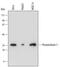 Peroxiredoxin 3 antibody, MAB7504, R&D Systems, Western Blot image 