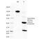 Eosinophil Peroxidase antibody, 33-229, ProSci, Western Blot image 