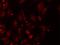 Propionyl-CoA Carboxylase Subunit Beta antibody, LS-B14893, Lifespan Biosciences, Immunofluorescence image 