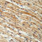 Prohibitin antibody, LS-C87992, Lifespan Biosciences, Immunohistochemistry frozen image 