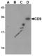 CD9 Molecule antibody, 8531, ProSci Inc, Western Blot image 