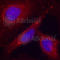 Alpha-PAK antibody, AP0186, ABclonal Technology, Immunofluorescence image 