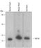 Heat Shock Protein Family B (Small) Member 6 antibody, MAB4200, R&D Systems, Western Blot image 